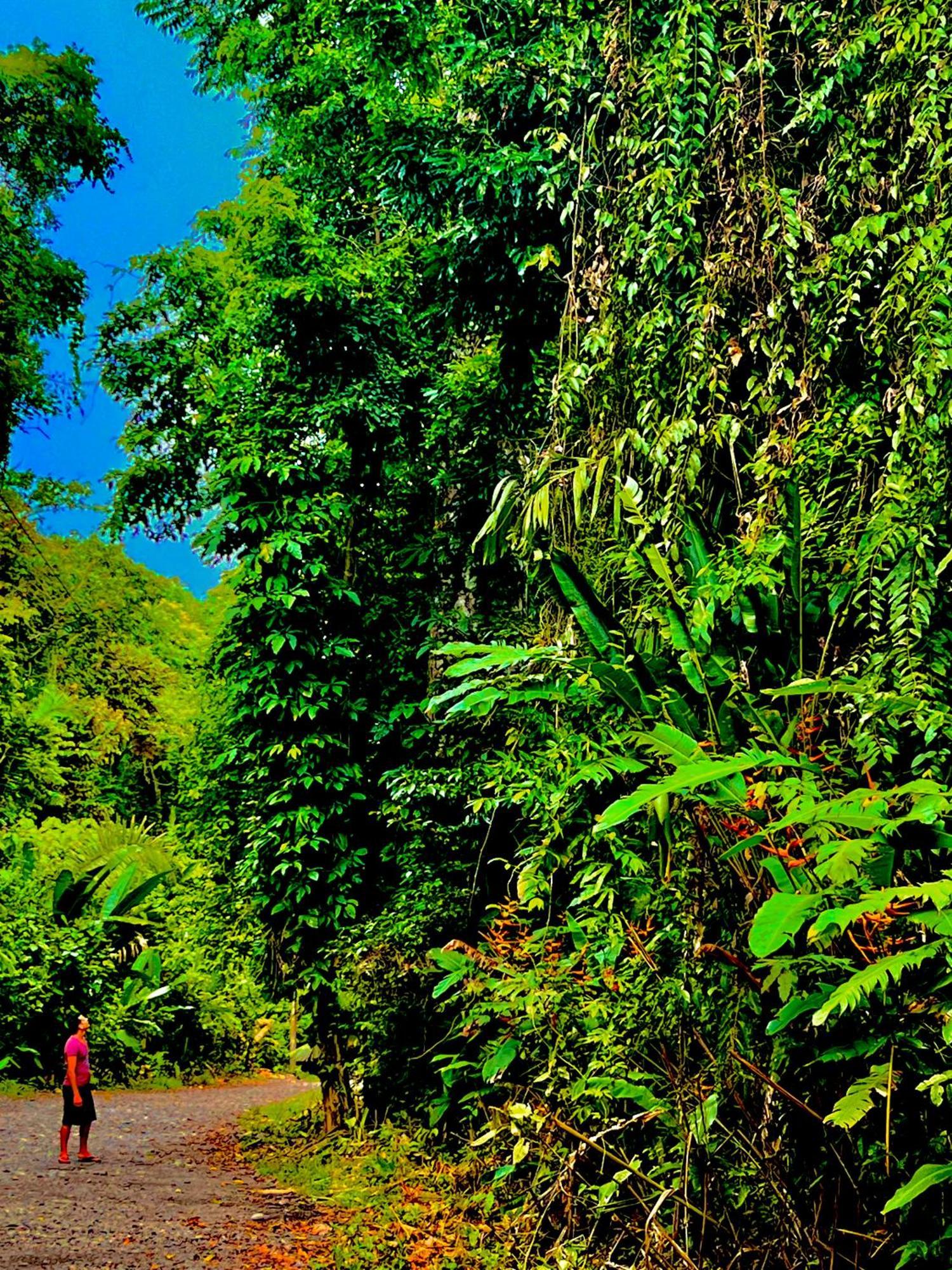 Beachfront Paradise Manuel Antonio Extérieur photo